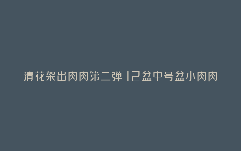 清花架出肉肉第二弹！12盆中号盆小肉肉带盆带土88米包邮喔