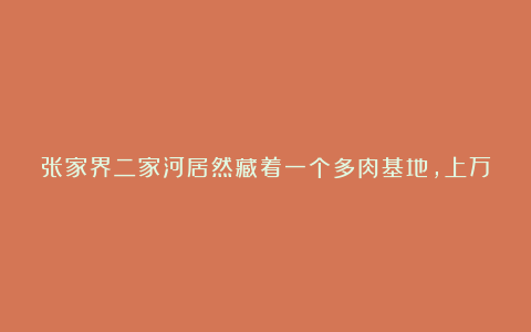 张家界二家河居然藏着一个多肉基地，上万株多肉，价格还超便宜！