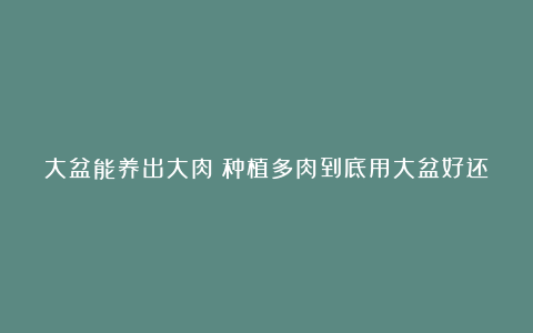 大盆能养出大肉？种植多肉到底用大盆好还是小盆好？