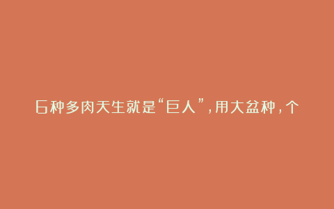 6种多肉天生就是“巨人”，用大盆种，个头比脸大