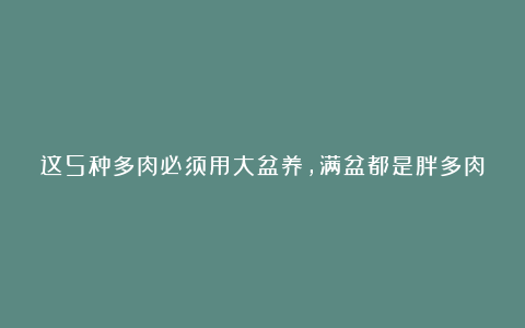 这5种多肉必须用大盆养，满盆都是胖多肉，都要挤出来了