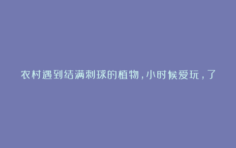 农村遇到结满刺球的植物，小时候爱玩，了解真相后吓一跳！