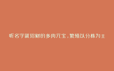 听名字就招财的多肉元宝，繁殖以分株为主，若是徒长也可砍头