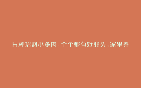 6种招财小多肉，个个都有好兆头，家里养几盆，清新又养眼、喜欢就赶紧入手吧！