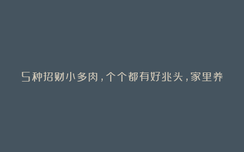 5种招财小多肉，个个都有好兆头，家里养几盆，财源滚滚、好运常伴！