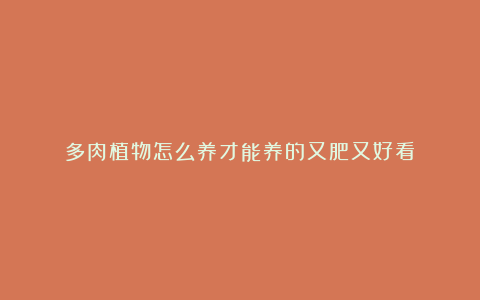 多肉植物怎么养才能养的又肥又好看？