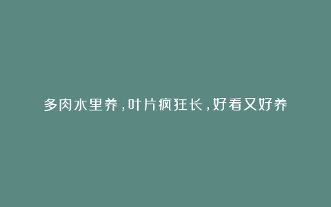 多肉水里养，叶片疯狂长，好看又好养