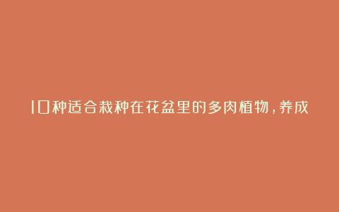 10种适合栽种在花盆里的多肉植物，养成室内盆栽也能生长良好