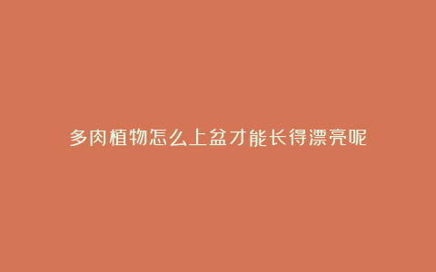 多肉植物怎么上盆才能长得漂亮呢？