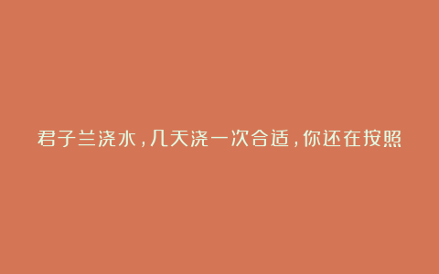 君子兰浇水，几天浇一次合适，你还在按照这个错误的方法浇水吗？