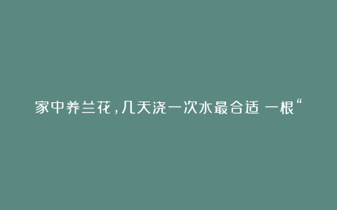 家中养兰花，几天浇一次水最合适？一根“手指”就知道