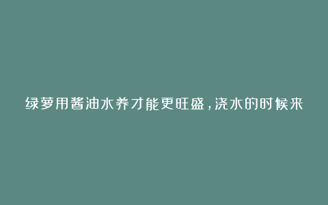 绿萝用酱油水养才能更旺盛，浇水的时候来点酱油，绿萝秒变大瀑布