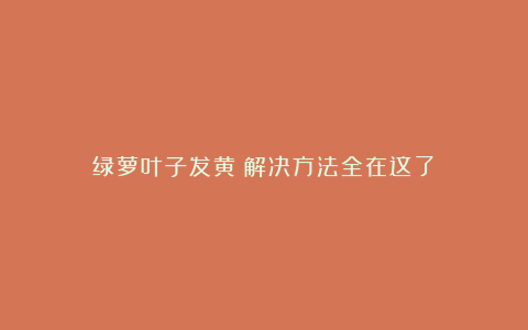 绿萝叶子发黄？解决方法全在这了！