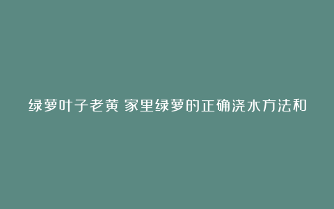 绿萝叶子老黄？家里绿萝的正确浇水方法和浇水频率