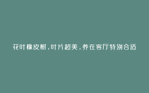 花叶橡皮树，叶片超美，养在客厅特别合适