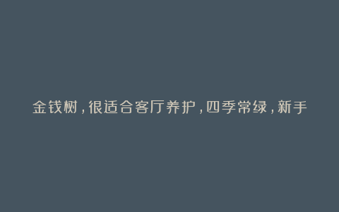 金钱树，很适合客厅养护，四季常绿，新手也能养活！