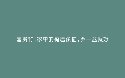 富贵竹，家中的福运象征，养一盆就好