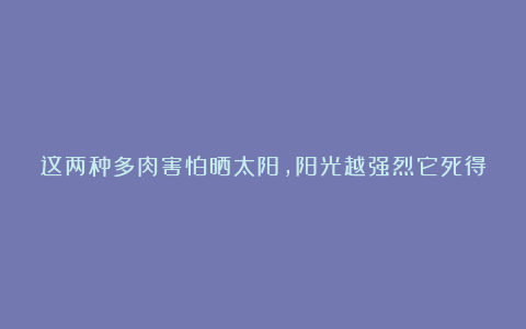 这两种多肉害怕晒太阳，阳光越强烈它死得越快