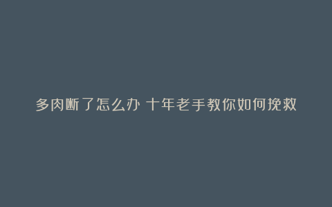 多肉断了怎么办？十年老手教你如何挽救