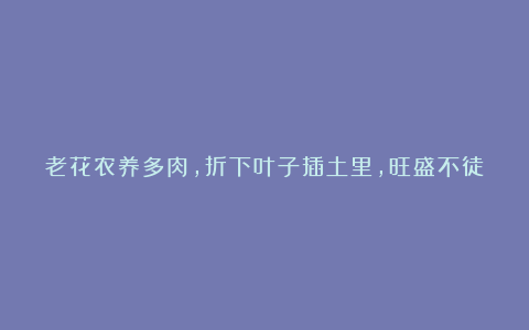 老花农养多肉，折下叶子插土里，旺盛不徒长，1盆变10盆！