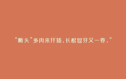 “断头”多肉来扦插，长根冒芽又一春，“香香”多肉别丢了