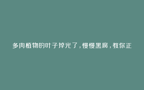 多肉植物的叶子掉光了，慢慢黑腐，教你正确处理！