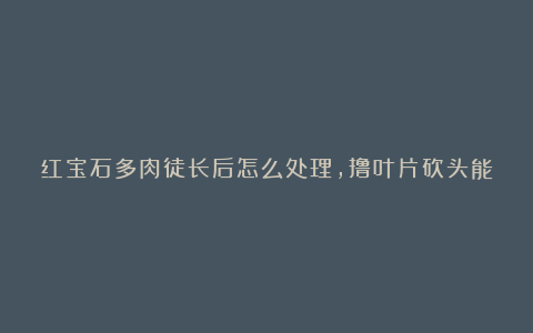 红宝石多肉徒长后怎么处理，撸叶片砍头能挽救？