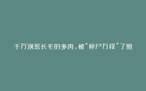 千万别惹长毛的多肉，被“碎尸万段”了照样活给你看！