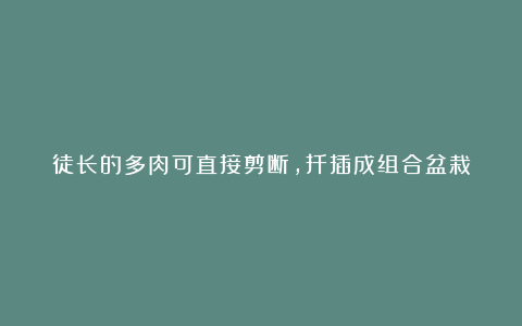 徒长的多肉可直接剪断，扦插成组合盆栽