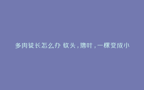 多肉徒长怎么办？砍头，撸叶，一棵变成小老桩，还能插活好多盆