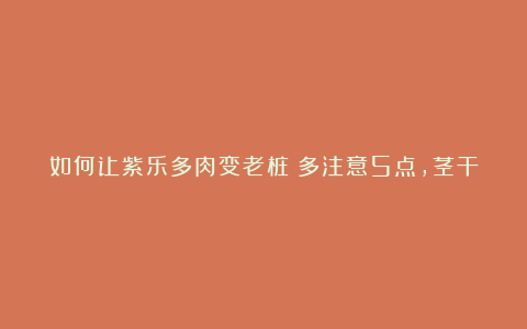 如何让紫乐多肉变老桩？多注意5点，茎干粗壮、叶片紫艳艳