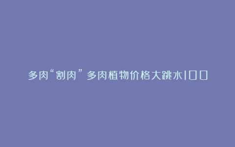 多肉“割肉”？多肉植物价格大跳水100元可买一窗台