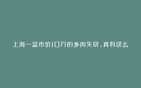 上海一盆市价10万的多肉失窃，真有这么贵吗？