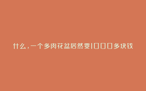 什么，一个多肉花盆居然要1000多块钱？而且还是泥土做的？