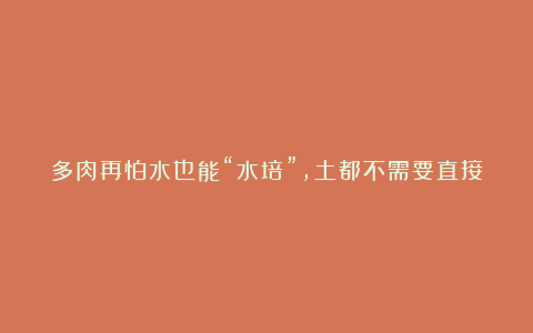 多肉再怕水也能“水培”，土都不需要直接坐盆里，叶子肥嘟嘟