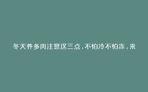 冬天养多肉注意这三点，不怕冷不怕冻，来年长得贼起劲！