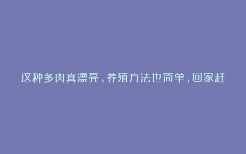 这种多肉真漂亮，养殖方法也简单，回家赶紧养一盆，会很划得来