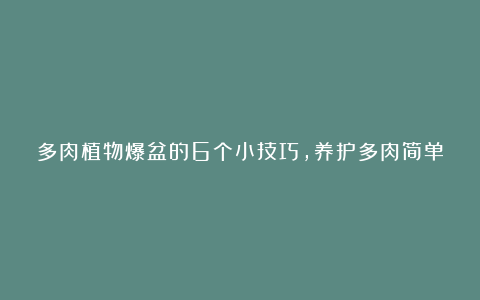 多肉植物爆盆的6个小技巧，养护多肉简单实用，让肉肉越长越密！