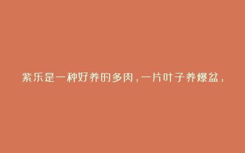 紫乐是一种好养的多肉，一片叶子养爆盆，颜色粉嫩又好看