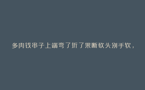 多肉钱串子上端弯了折了果断砍头别手软，再繁殖一盆变多盆