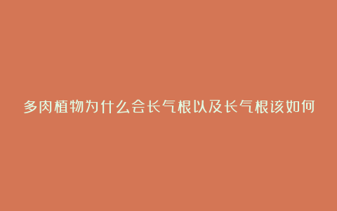 多肉植物为什么会长气根以及长气根该如何处理