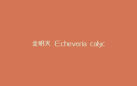 金明灭 Echeveria calycosa