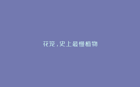 花笼,史上最慢植物