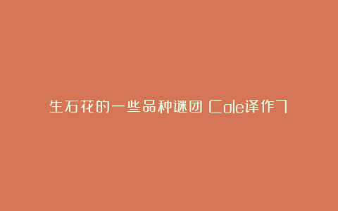 生石花的一些品种谜团(Cole译作7)