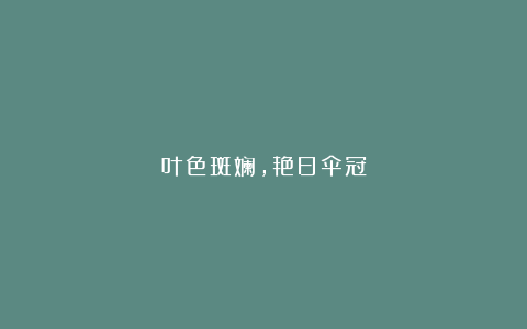叶色斑斓,艳日伞冠