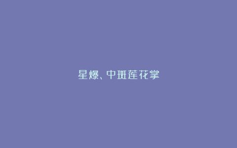 星爆、中斑莲花掌