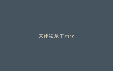 大津绘系生石花