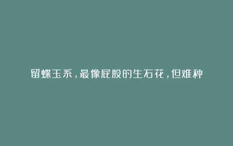 留蝶玉系,最像屁股的生石花,但难种
