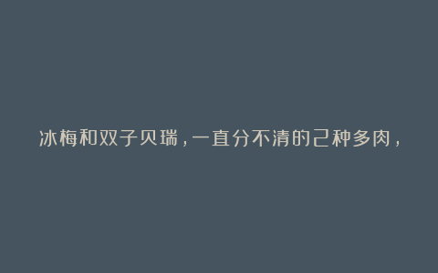 冰梅和双子贝瑞，一直分不清的2种多肉，养过才知道起码有4点区别