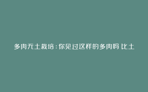 多肉无土栽培:你见过这样的多肉吗？比土培的养得好！